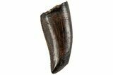 .5" Serrated Juvenile Tyrannosaur Tooth - Judith River Formation - #198803-1